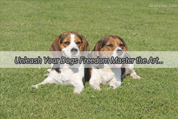 Unleash Your Dogs Freedom Master the Art of OffLeash Training